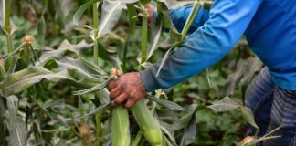 Crop tour projects record 2025 U.S. corn harvest, but disease could hit yields