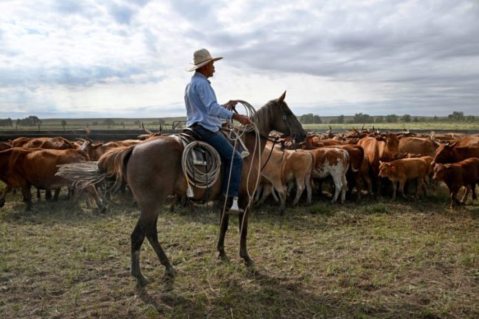The American cattle ranching industry is blasting President Donald Trump’s proposal to purchase beef from Argentina in an effort to lower supermarket beef prices.
“This plan only creates chaos at a critical time of the year for American cattle producers, while doing nothing to lower grocery store prices,” Colin Woodall, CEO of the National Cattlemen’s Beef Association, said in a statement Monday.
Wyoming-based cattle operation Meriwether Farms addressed Trump directly in a social media post Monday.
“We love you and support you — but your suggestion to buy beef from Argentina to stabilize beef prices would be an absolute betrayal to the American cattle rancher,” the farm wrote on X.
By midday Tuesday, the post had already received 4 million views. A representative for Meriwether Farms did not immediately respond to a request for comment.
Trump floated purchasing beef from the South American nation Sunday aboard Air Force One to push down U.S. beef prices by increasing the overall supply.
‘We would buy some beef from Argentina,’ he told reporters, ‘If we do that, that will bring our beef prices down.’
Beef prices have hit record highs this year, according to data from the Bureau of Labor Statistics,<strong> </strong>fueled in part by depleted herd counts and steady demand from U.S. consumers.
This post appeared first on NBC NEWS