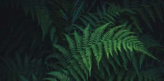 Living Plants Offer New Path to Rare Earths Supply, Study Shows