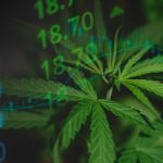 Cannabis Market 2025 Year-End Review